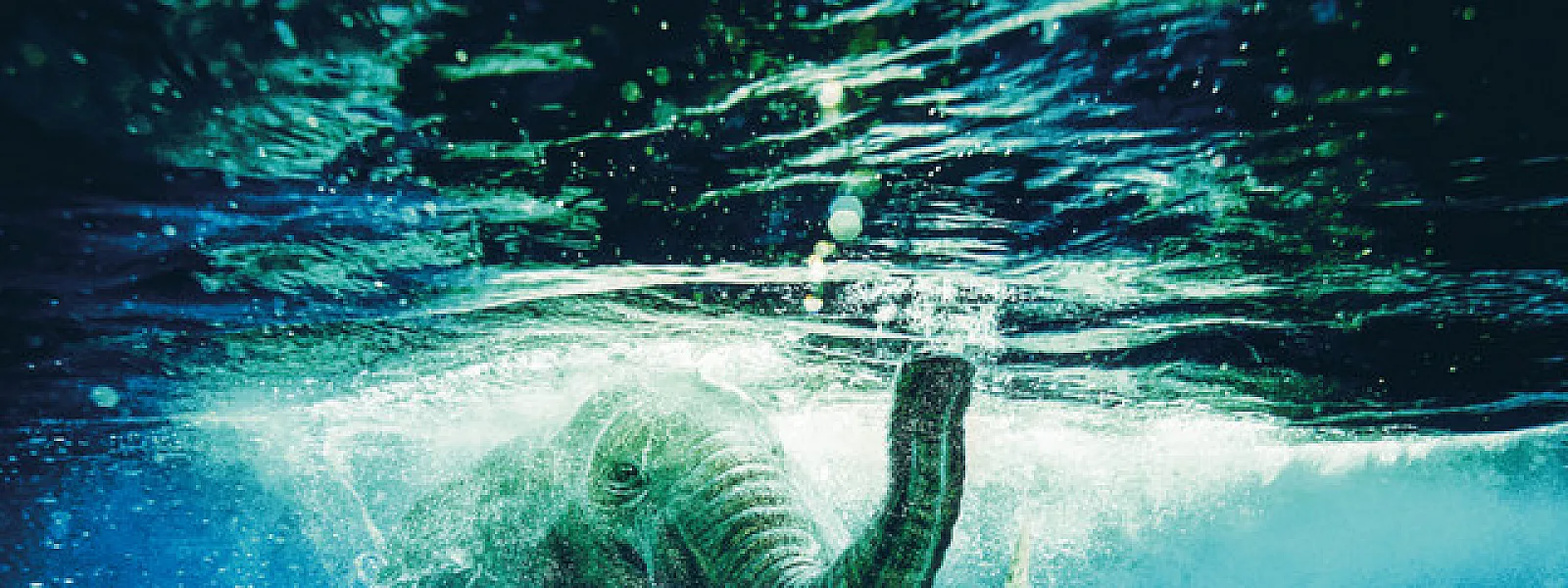 Rêve d'éléphant Orchestra