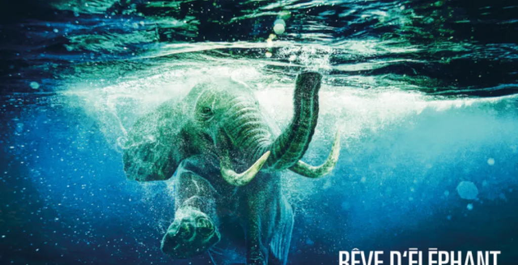 Rêve d'éléphant Orchestra