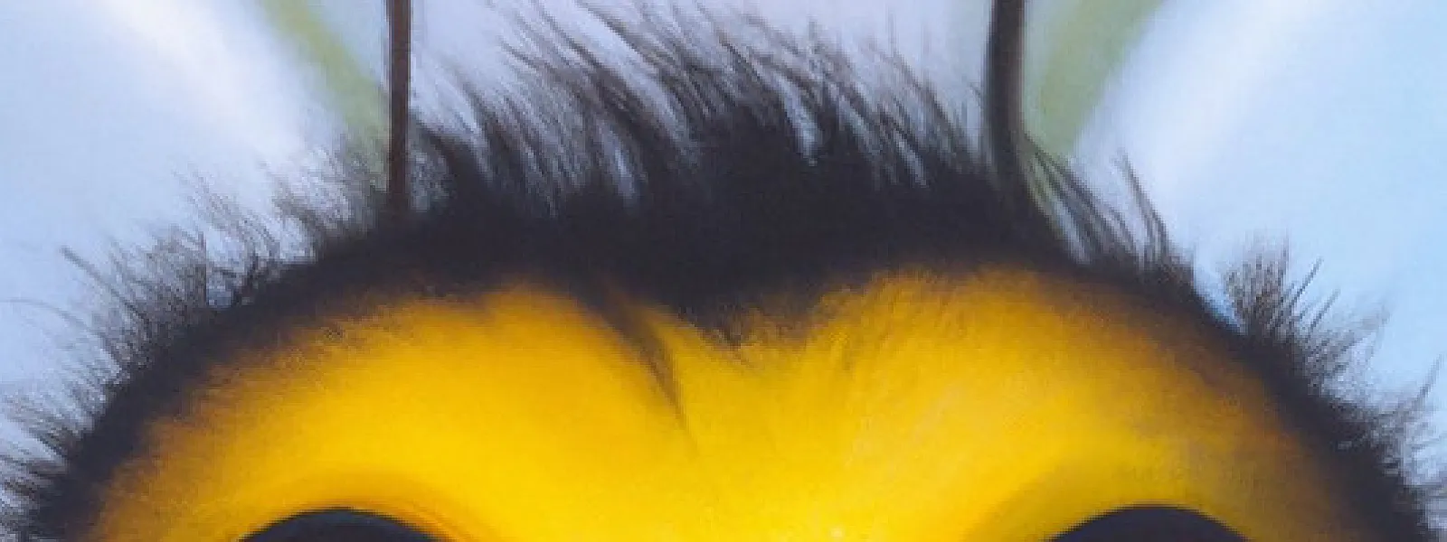 Mietze Conte